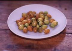 درخت آلوی پرنده